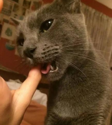 猫咪乱咬东西 打