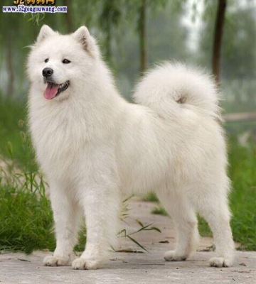 萨摩耶犬怎么训练跟随
