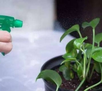 植物浇水的注意事项