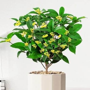 盆栽桂花怎么养殖方法