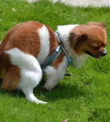 幼犬定点大小便训练
