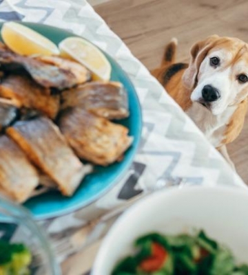 犬哪些东西不能吃什么