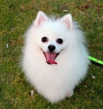 博美犬不吃什么东西怎么办
