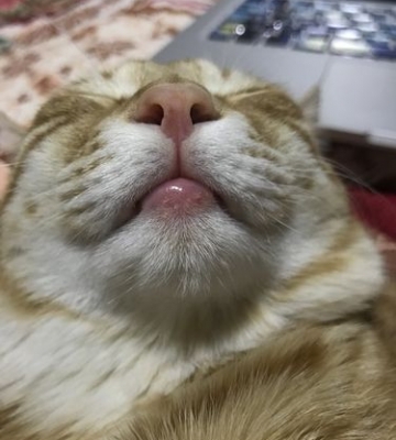 小猫嘴巴肿了不吃东西