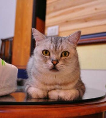 怎么训练小猫听话