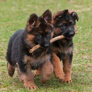怎样训练德国牧羊犬放羊