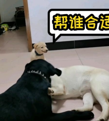 拉布拉多怎么训练打架视频