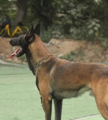 国外马犬体能训练