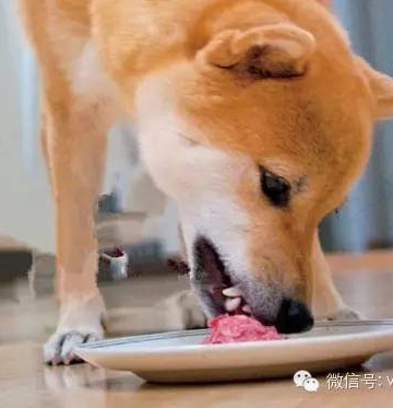 狗一吃东西就吐怎么办
