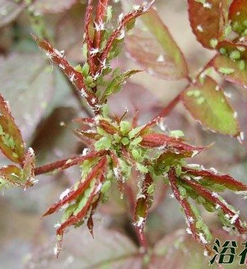 花卉栽培过程中常见的害虫