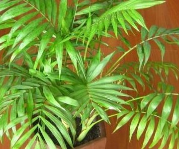 夏威夷椰子的养殖方法