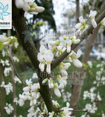 白花??木栽培技术