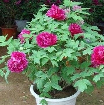 牡丹花栽培方法