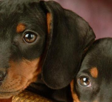 3个月腊肠犬不吃东西了
