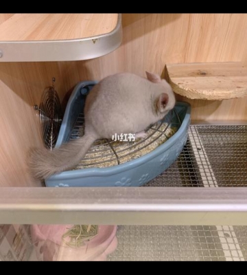 如何训练龙猫去厕所