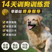 宠物指导手训练项目