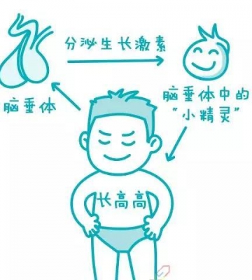 为什么运动会分泌生长激素