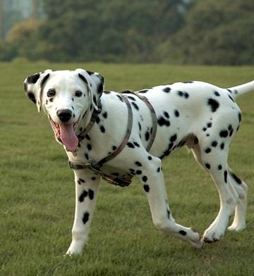 斑点狗幼犬怎么训练