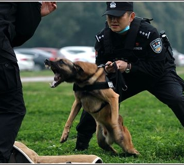 南京警犬训练基地 训狗