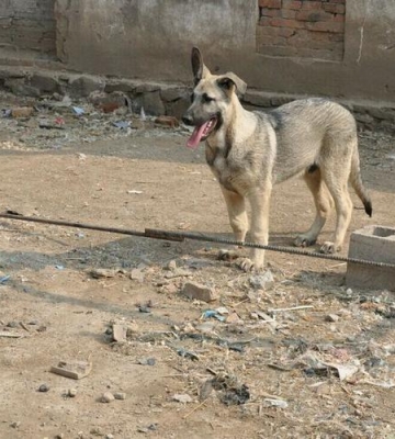 狼青幼犬怎么训练