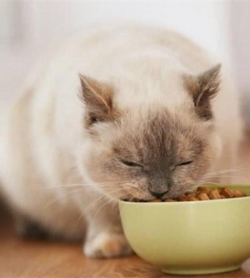 小猫叫不吃东西怎么办