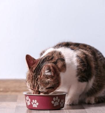猫翻垃圾吃东西怎么办