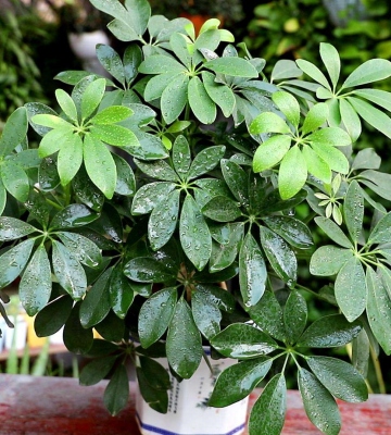 鸭掌木种植方法