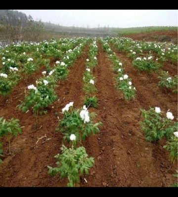 牡丹子种植方法