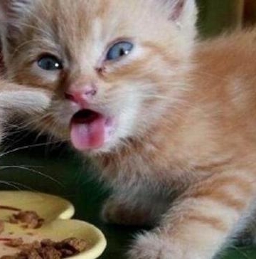 小猫被打以后不吃东西怎么办