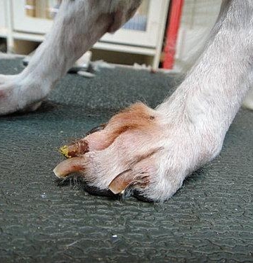 斗牛犬脚趾长东西怎么治