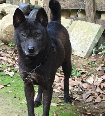 广西土猎犬怎么训练