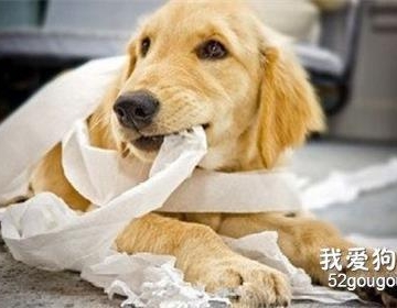 狗狗撕咬东西什么原因