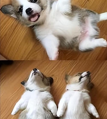 柯基犬的训练方法