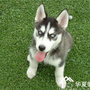 如何训练哈士奇不乱咬东西