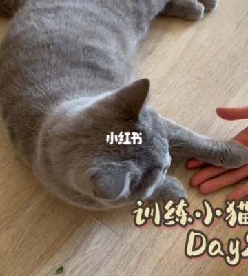小猫咪训练