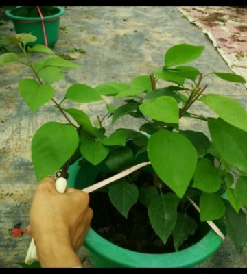 三角梅的栽培方法