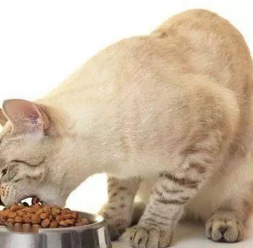 我家猫一天没吃东西