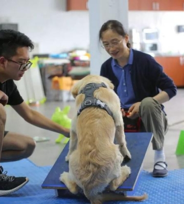 调良宠物训练学校招聘