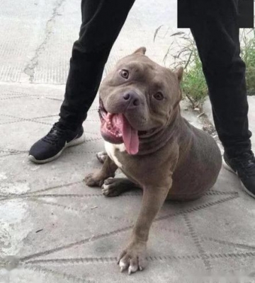 养恶霸犬需要什么东西