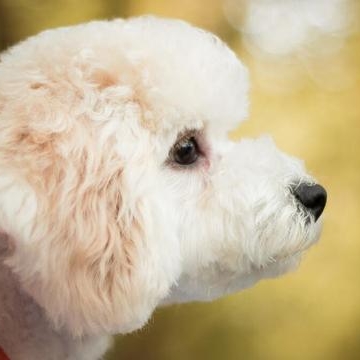 比熊犬咬东西怎么办