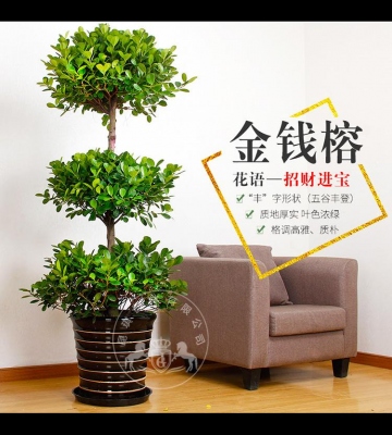 金钱榕的养殖方法