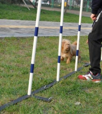 影响犬的训练因素