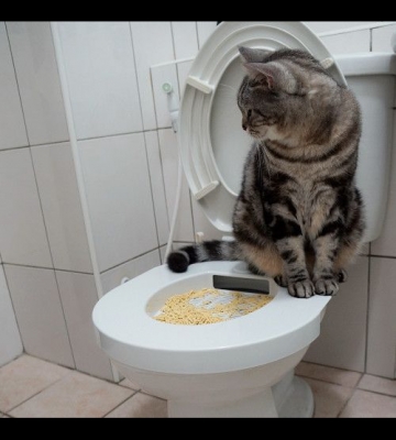 如何训练猫 上马桶