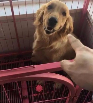 金毛狗乱咬东西怎么办