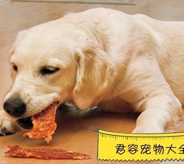 怎么才能让狗狗在外面不乱吃东西