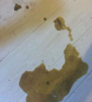 小狗拉稀哆嗦不吃东西