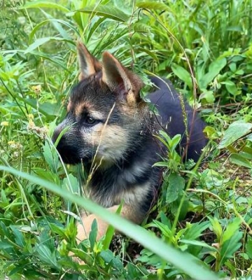 怎么训练猎犬上山不跟人