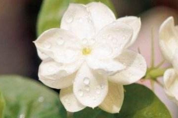 茉莉花养殖方法