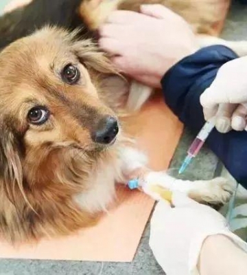 狗狗疫苗前要注意什么东西
