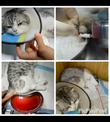 猫咪做完导尿后不吃东西怎么办